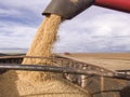 Harvest soybean