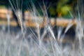 Harvest of spikelets. Close-up field of unripe wheat.