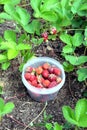 The harvest of strawberries collected in a bowl