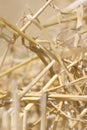 Harvest stubble