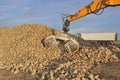 Harvest sugar beets Royalty Free Stock Photo