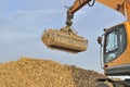 Harvest sugar beets Royalty Free Stock Photo