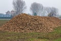 Harvest of sugar-beets, Brummen in the Netherlands Royalty Free Stock Photo