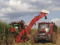 Harvest Sugar Cane