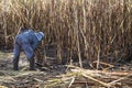 Harvest sugar cane