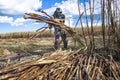 Harvest sugar cane