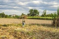 Harvest sugarcane field, Tay Ninh province, Vietnam