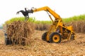 Harvest sugarcane.