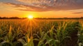 harvest sunset corn field Royalty Free Stock Photo