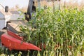 Harvest sweet corn