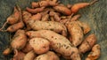 Harvest sweet potato pile Ipomoea batatas close-up tuberous tubers roots field soil spade bio farm harvesting plant