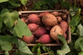 Harvest sweet potato in wooden box Royalty Free Stock Photo