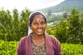 Harvest in the tea fields, tea Royalty Free Stock Photo