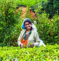 Harvest in the tea fields, tea Royalty Free Stock Photo