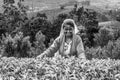 harvest in the tea fields, tea picker in the highlands Royalty Free Stock Photo