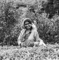 Harvest in the tea fields, tea picker in the highlands Royalty Free Stock Photo