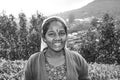 Harvest in the tea fields, tea picker in the highlands Royalty Free Stock Photo