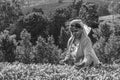 Harvest in the tea fields, tea picker in the highlands Royalty Free Stock Photo