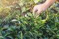 Harvest tea leaves. picking tip of green tea leaf by human hand on tea plantation hill during early morning