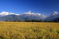 Harvest,Terrace Rice Paddy Field Royalty Free Stock Photo