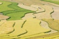 Harvest on terraced fields Royalty Free Stock Photo