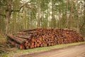 Harvest of timber. Lumber industry. Deforestation. Tree log in forest. Pine tree log. Softwood lumber. Deforestation and logging Royalty Free Stock Photo