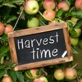 Harvest time Royalty Free Stock Photo