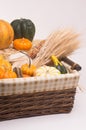 Harvest Time Royalty Free Stock Photo