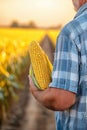 Harvest time in the cornfield Royalty Free Stock Photo