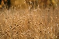 Harvest time golden grass meadow fall background