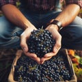 Harvest time hands of farmers cradling bunches of freshly harvested black grapes