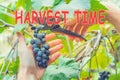 Harvest time lettering. Autumn concept. harvesting ripe grapes cuts a bunch of grapes vineyard. Growing organic fruits