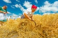 Harvest time. Making bundle of fresh moved wheat in a traditional rural way Royalty Free Stock Photo