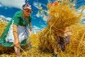 Harvest time. Making bundle of fresh moved wheat in a traditional rural way Royalty Free Stock Photo