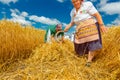 Harvest time. Making bundle of fresh moved wheat in a traditional rural way Royalty Free Stock Photo