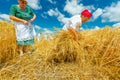 Harvest time. Making bundle of fresh moved wheat in a traditional rural way Royalty Free Stock Photo