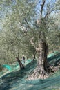 Harvest time in olive garden Royalty Free Stock Photo