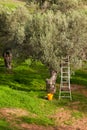 Harvest Time in Olive Tree Garden Royalty Free Stock Photo