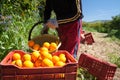 Harvest time