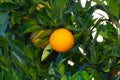 Harvest time on orange tree orchard in Greece, ripe yellow navel oranges citrus fruits hanging op tree Royalty Free Stock Photo