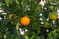 Harvest time on orange tree orchard in Greece, ripe yellow navel oranges citrus fruits hanging op tree Royalty Free Stock Photo