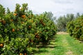 Harvest time on orange trees orchard in Greece, ripe yellow navel oranges citrus fruits hanging op tree Royalty Free Stock Photo