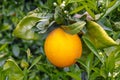 Harvest time on orange trees orchard in Greece, ripe yellow navel oranges citrus fruits hanging op tree Royalty Free Stock Photo