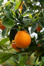 Harvest time on orange trees orchard in Greece, ripe yellow navel oranges citrus fruits hanging op tree Royalty Free Stock Photo