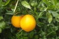 Harvest time on orange trees orchard in Greece, ripe yellow navel oranges citrus fruits hanging op tree Royalty Free Stock Photo