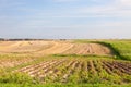 Harvest time. Potato fields, cut cereals. Stacked bundles. Rural landscape Royalty Free Stock Photo