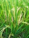 Harvest time for rice in villages oriza sativa