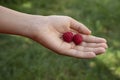 Harvest time .Sweet raspberry fruits  in hand of my son in the garden with green  grass background Royalty Free Stock Photo