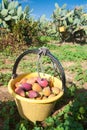 Harvest time Royalty Free Stock Photo