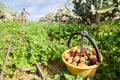 Harvest time Royalty Free Stock Photo